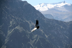 07_Colcacanyon_074